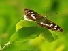 Purple Emperor