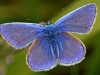 Common Blue