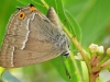 Purple Hairstreak
