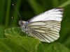 Green Veined White