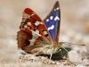 Purple Emperor