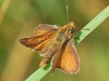 Lulworth Skipper