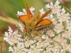 Lulworth Skipper