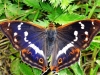 Purple Emperor