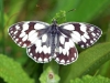 Marbled White