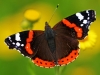 Red Admiral
