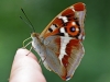 Purple Emperor