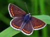 Brown Argus