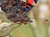 Red Admiral