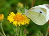 Large White