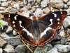 Purple Emperor