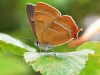 Brown Hairstreak