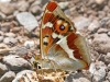 Purple Emperor