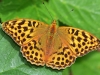Silver Washed Fritillary