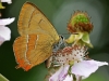 Brown Hairstreak