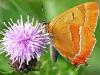 Brown Hairstreak