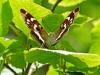 Purple Emperor