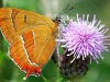 Brown Hairstreak