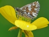 Grizzled Skipper