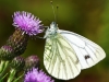 Green Veined White