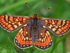 Marsh Fritillary