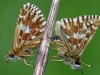 Grizzled Skippers