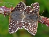 Grizzled Skippers