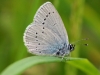 Small Blue