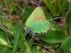 Green Hairstreak