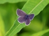 Small Blue