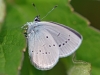 Small Blue