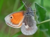 Small Heath