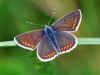 Brown Argus