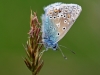 Common Blue