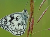 Marbled White