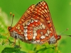 Marsh Fritillaries
