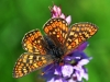 Marsh Fritillary