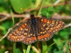 Marsh Fritillary