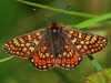 Marsh Fritillary