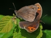 Meadow Browns