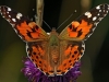Painted Lady