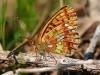 Pearl Bordered Fritillary