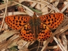 Pearl Bordered Fritillary