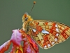 Pearl Bordered Fritillary.