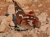 Purple Emperor