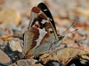 Purple Emperor.