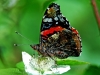 Red Admiral