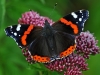 Red Admiral