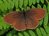Ringlet.