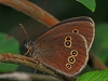 Ringlet